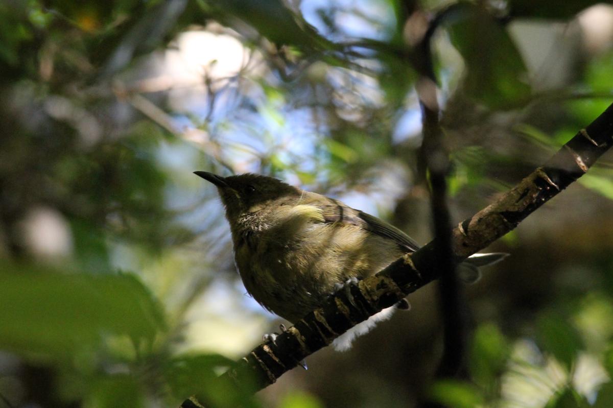 New Zealand Bellbird (Anthornis melanura)